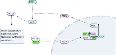 Notch signaling regulates pulmonary fibrosis